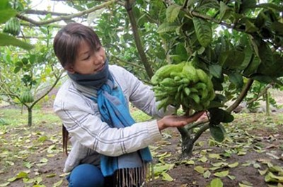 Đổi đời nhờ tr&aacute;i Phật thủ 1