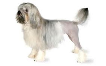 10 giống ch&oacute; đắt nhất thế giới 1