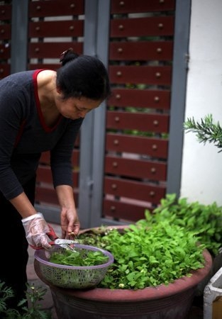 Độc đ&aacute;o nh&agrave; gi&agrave;u H&agrave; Nội biến chậu cảnh th&agrave;nh... vườn rau 5