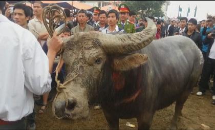 H&atilde;i h&ugrave;ng cảnh chen nhau &ldquo;h&ocirc;i&rdquo; tiết &ocirc;ng tr&acirc;u v&ocirc; địch 1