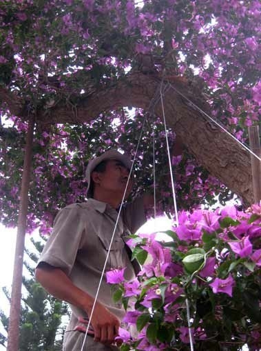Giá gần 100 triệu cây hoa giấy hình ‘thác đổ’ hơn 50 tuổi 9