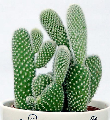 Những loại c&acirc;y n&ecirc;n trồng trong nh&agrave; 1