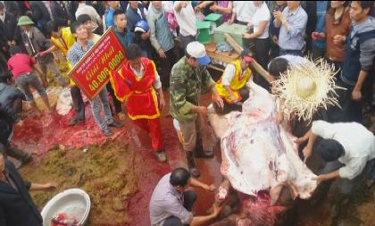 H&atilde;i h&ugrave;ng cảnh chen nhau &ldquo;h&ocirc;i&rdquo; tiết &ocirc;ng tr&acirc;u v&ocirc; địch 2