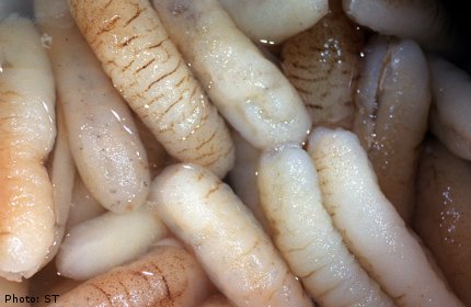 Hai người mất mạng v&igrave; dưa chuột biển 1