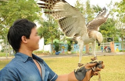 Chi chục triệu mua đại bàng về chơi 1 Chi chục triệu mua đại bàng về chơi 1
