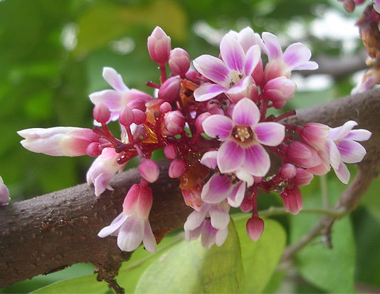 14 loài hoa tuyệt đẹp có tác dụng trị bệnh không ngờ 15