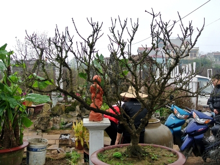 65 triệu một chậu lan, 70 triệu một gốc đ&agrave;o 1