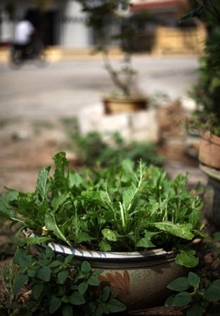 Độc đ&aacute;o nh&agrave; gi&agrave;u H&agrave; Nội biến chậu cảnh th&agrave;nh... vườn rau 12