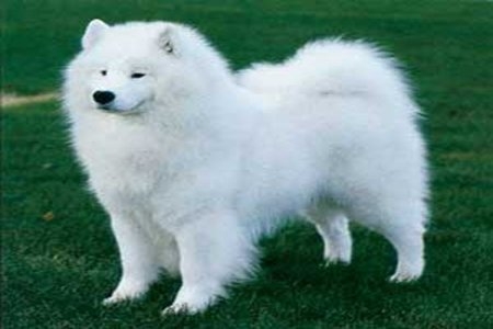 10 giống ch&oacute; đắt nhất thế giới 3