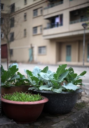 Độc đ&aacute;o nh&agrave; gi&agrave;u H&agrave; Nội biến chậu cảnh th&agrave;nh... vườn rau 9