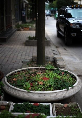 Độc đ&aacute;o nh&agrave; gi&agrave;u H&agrave; Nội biến chậu cảnh th&agrave;nh... vườn rau 7