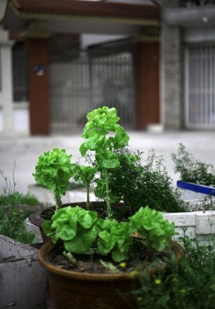 Độc đ&aacute;o nh&agrave; gi&agrave;u H&agrave; Nội biến chậu cảnh th&agrave;nh... vườn rau 11