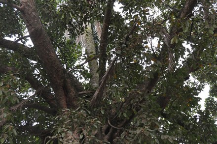 Kỳ lạ dừa mọc ngọn đa 2 Kỳ lạ dừa mọc ngọn đa 2