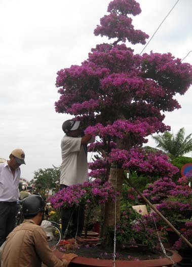 Giá gần 100 triệu cây hoa giấy hình ‘thác đổ’ hơn 50 tuổi 5