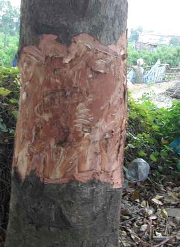 Nhiều c&acirc;y xanh ở H&agrave; Nội bị xăm vỏ, đổ axit 1