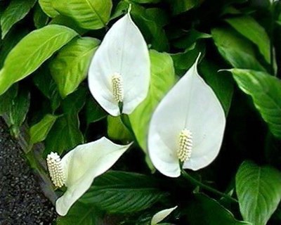 10 loại c&acirc;y cảnh giải độc kh&iacute; trong nh&agrave; 10
