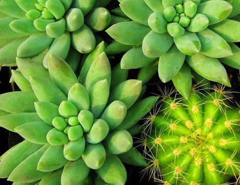 Những loại c&acirc;y n&ecirc;n trồng trong nh&agrave; 2