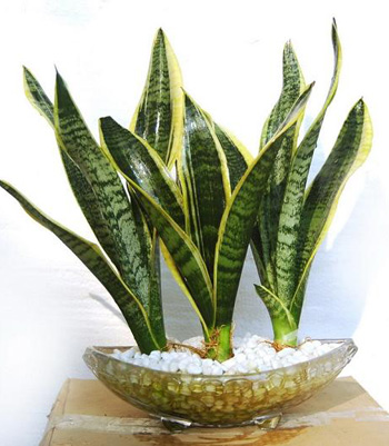 Những loại c&acirc;y n&ecirc;n trồng trong nh&agrave; 4