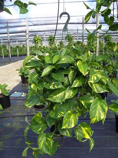 10 loại c&acirc;y cảnh giải độc kh&iacute; trong nh&agrave; 7