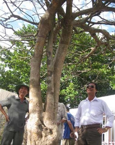 C&acirc;y mai &lsquo;phu th&ecirc; mẫu tử&rsquo; gi&aacute; hơn 200 triệu 9