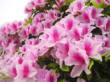 14 loài hoa tuyệt đẹp có tác dụng trị bệnh không ngờ 5