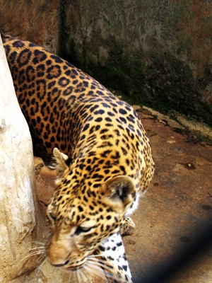 Ba con b&aacute;o đột nhi&ecirc;n xuất hiện gần nh&agrave; d&acirc;n 1