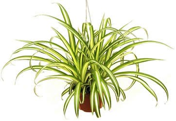 10 loại c&acirc;y cảnh giải độc kh&iacute; trong nh&agrave; 5