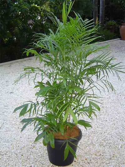 10 loại c&acirc;y cảnh giải độc kh&iacute; trong nh&agrave; 9