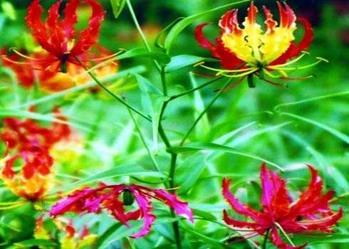 12 loài hoa tuyệt đẹp có thể gây chết người 4