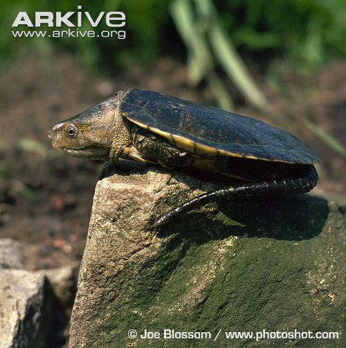 R&ugrave;a qu&aacute;i dị "đầu voi đu&ocirc;i chuột" kh&aacute;t m&aacute;u ở Việt Nam 4