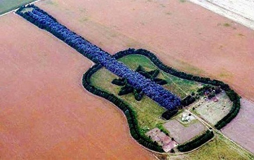 Trồng c&acirc;y th&agrave;nh h&igrave;nh chiếc đ&agrave;n ghi ta để tưởng nhớ vợ 1