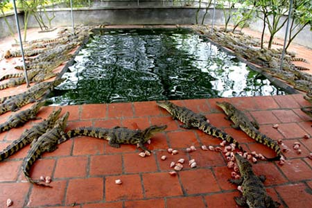 Ti&ecirc;u khiển kh&aacute;c người như đại gia Việt 1