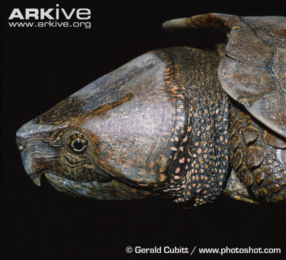 R&ugrave;a qu&aacute;i dị "đầu voi đu&ocirc;i chuột" kh&aacute;t m&aacute;u ở Việt Nam 9