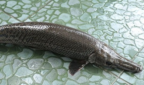 Những con c&aacute; lạ g&acirc;y x&ocirc;n xao dư luận ở Việt Nam  1