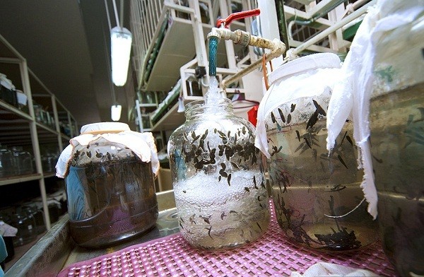 Th&aacute;m th&iacute;nh nh&agrave; m&aacute;y chuy&ecirc;n "chăn nu&ocirc;i" đỉa 11