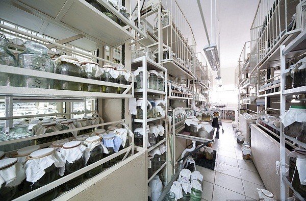 Th&aacute;m th&iacute;nh nh&agrave; m&aacute;y chuy&ecirc;n "chăn nu&ocirc;i" đỉa 2