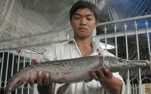 Những con c&aacute; lạ g&acirc;y x&ocirc;n xao dư luận ở Việt Nam  2