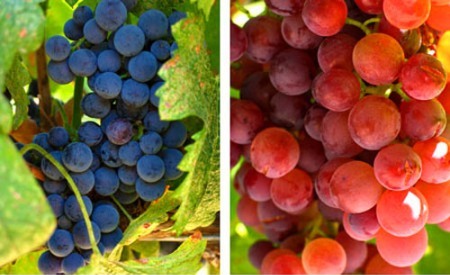 Kỳ lạ phong tục đ&oacute;n năm mới tại... nghĩa trang 6