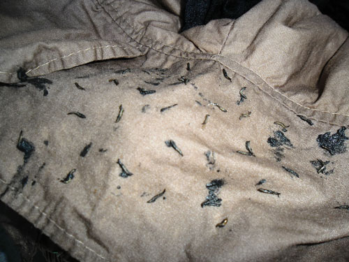 Lổn ngổn sinh vật lạ trong quần &aacute;o may sẵn 2