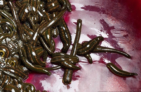 Th&aacute;m th&iacute;nh nh&agrave; m&aacute;y chuy&ecirc;n "chăn nu&ocirc;i" đỉa 5