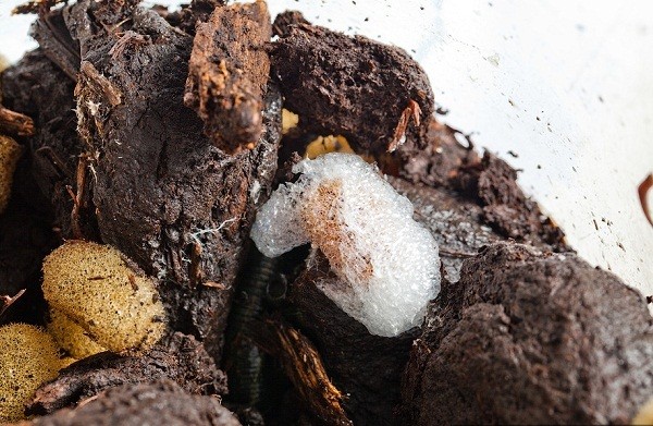 Th&aacute;m th&iacute;nh nh&agrave; m&aacute;y chuy&ecirc;n "chăn nu&ocirc;i" đỉa 13