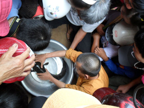 Những con c&aacute; lạ g&acirc;y x&ocirc;n xao dư luận ở Việt Nam  3