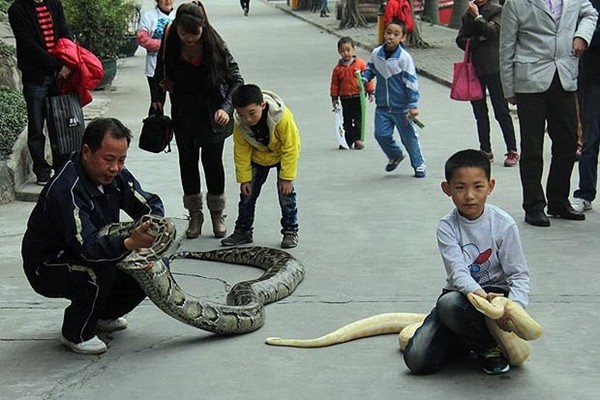 Kinh h&atilde;i trăn khổng lồ "tr&ocirc;ng" trẻ em 3
