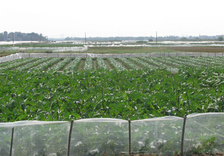 R&eacute;t k&eacute;o d&agrave;i, tết thiếu rau xanh 1