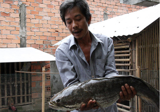 Những con c&aacute; lạ g&acirc;y x&ocirc;n xao dư luận ở Việt Nam  6