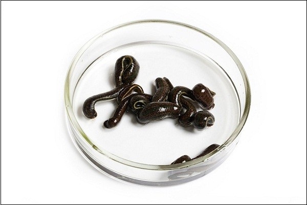 Th&aacute;m th&iacute;nh nh&agrave; m&aacute;y chuy&ecirc;n "chăn nu&ocirc;i" đỉa 4