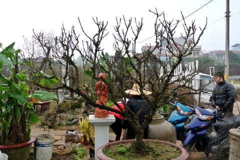 65 triệu một chậu lan, 70 triệu một gốc đ&agrave;o 1