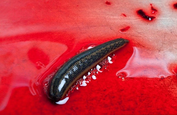 Th&aacute;m th&iacute;nh nh&agrave; m&aacute;y chuy&ecirc;n "chăn nu&ocirc;i" đỉa 6