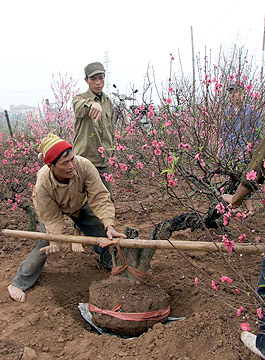 Đ&agrave;o cổ thụ, h&agrave;ng độc v&agrave; đắt 14