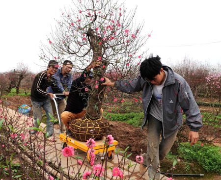 Đ&agrave;o cổ thụ, h&agrave;ng độc v&agrave; đắt 15
